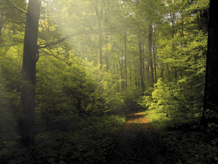 Waldspaziergang